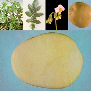 Pomme de terre Yukon Gold (image: agence d'inspection des aliments du Canada)