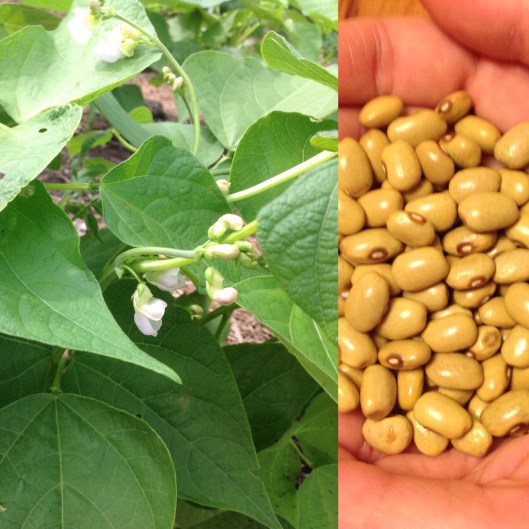 Haricot Thibodeau de St-Jules