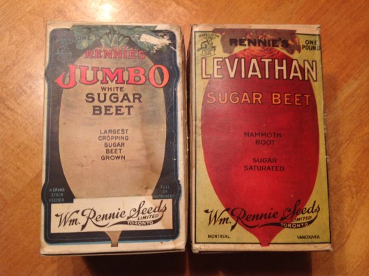 Betteraves à sucre White jumbo et leviathan