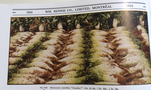 Betterave Jumbo White (1918)