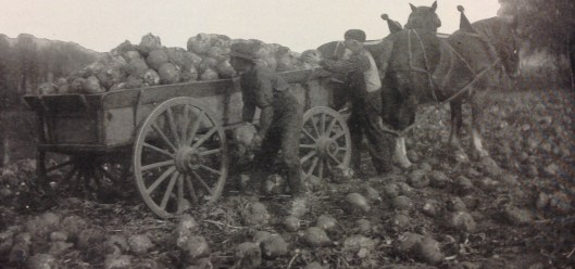 Récolte de betteraves (1918)