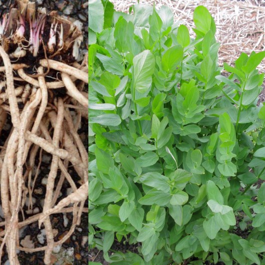 Chervis (racines et feuillage) images: droite botanica-suisse.org / gauche: Jacques-brisant.fr