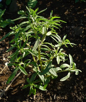 Sarriette Ancienne d'Acadie (image: semences.ca)